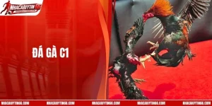 Đá Gà C1 - Giải Đấu Chuyên Nghiệp, Quy Mô Nhất Hiện Nay