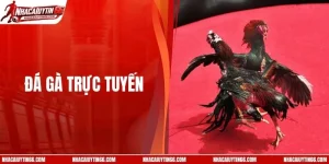 Khám Phá 4 Trang Đá Gà Trực Tuyến Uy Tín Nhất Hiện Nay
