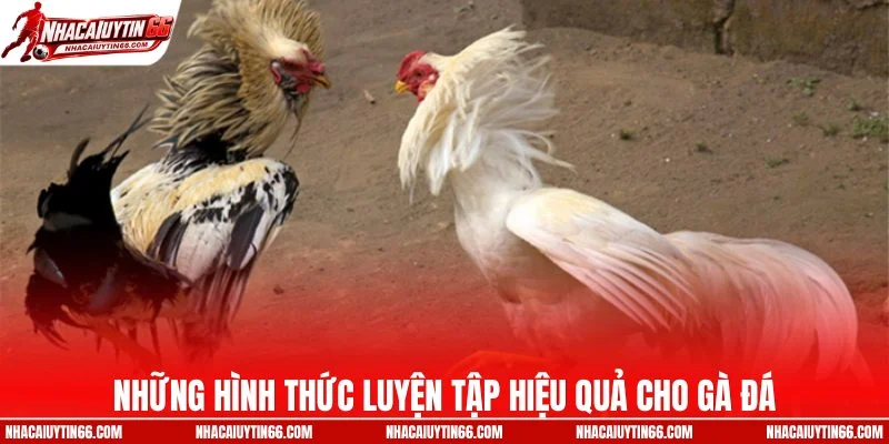 Những hình thức luyện tập hiệu quả cho gà đá