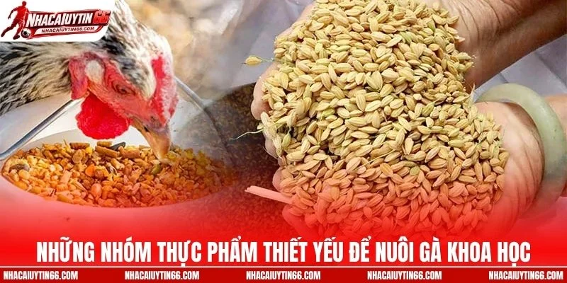 Những nhóm thực phẩm thiết yếu để nuôi gà khoa học