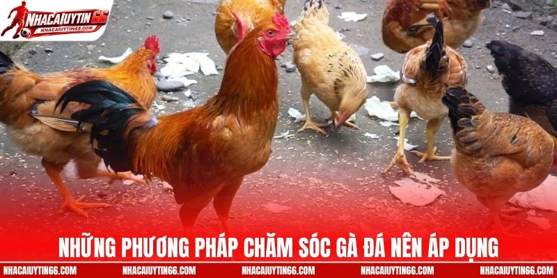 Những phương pháp chăm sóc gà đá nên áp dụng